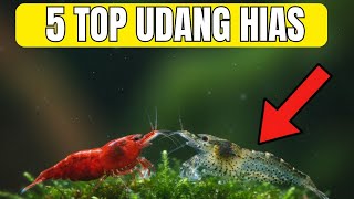 5 Rekomendasi UDANG HIAS AQUASCAPE Paling Gampang Dirawat!