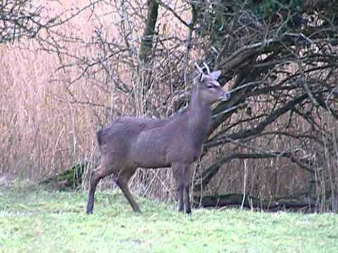 trustworthy แปล Young male Sika deer at Middlebere