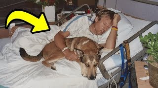 This Dog Refused to Leave His Owner’s Hospital Bed  Their Journey and Friendship Made Us Cry