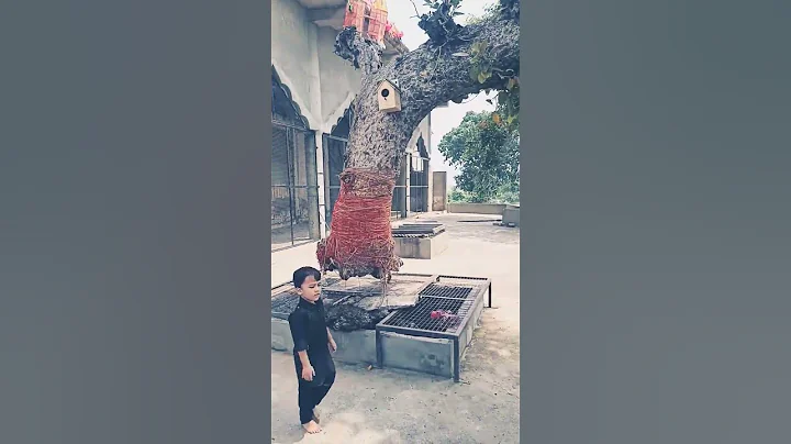 Miracle tree at Hanuman temple in Hansi, Haryana