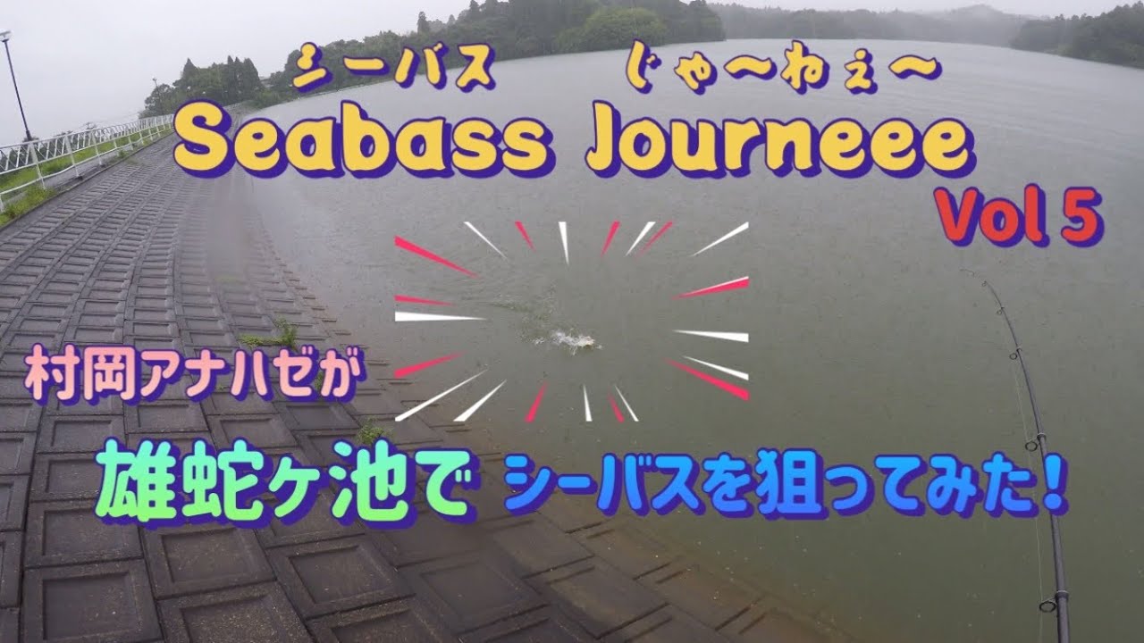雨の雄蛇ヶ池はバスが沢山釣れる！　【Seabass Journeee】