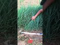 Effortless Harvest! Durable & Sharp Sickle for Sorghum & Soybeans 🌾🔪✨