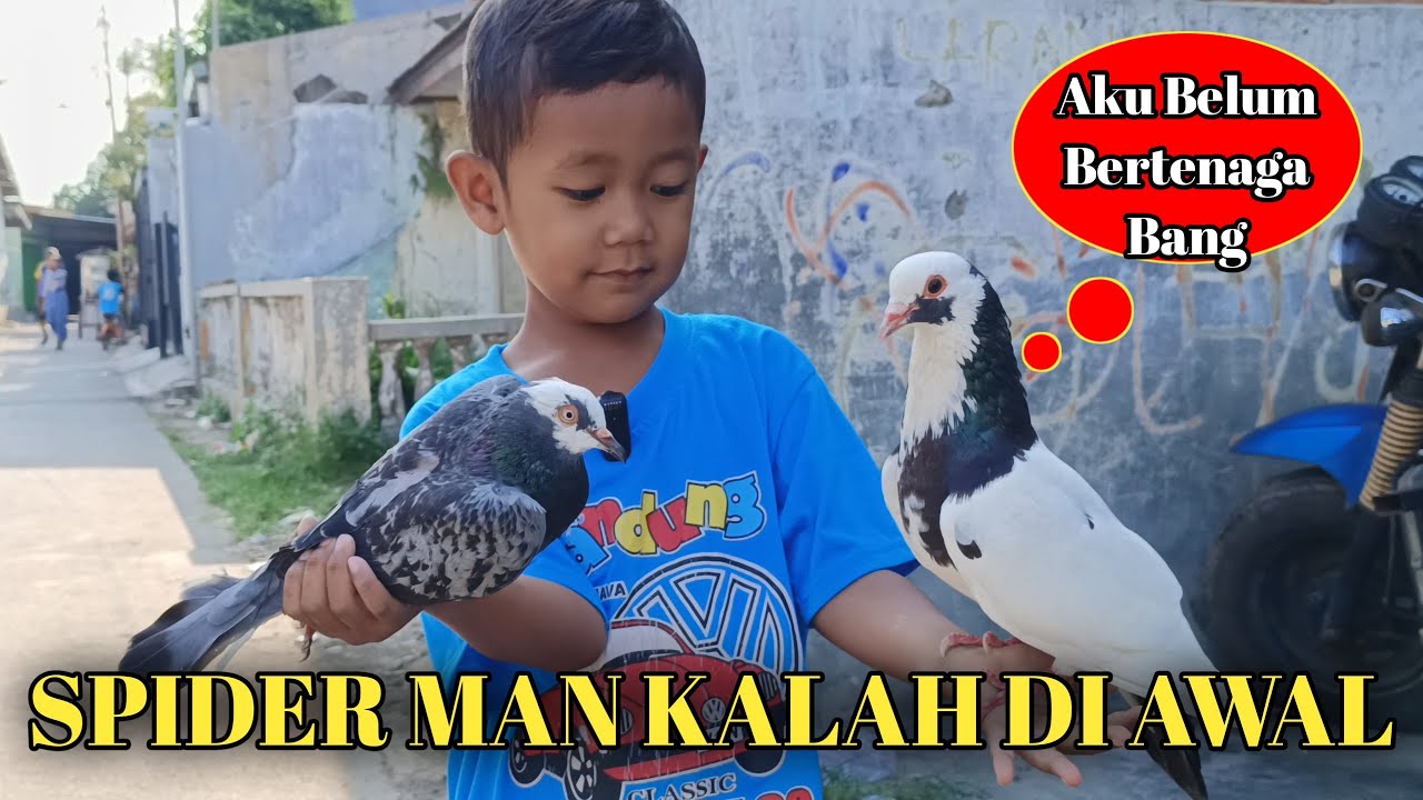 KALAH BALAPAN MERPATI BETINANYA DI LEPAS