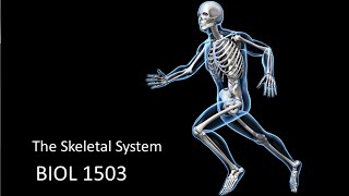 Unit 6   The Skeletal System   Part 1