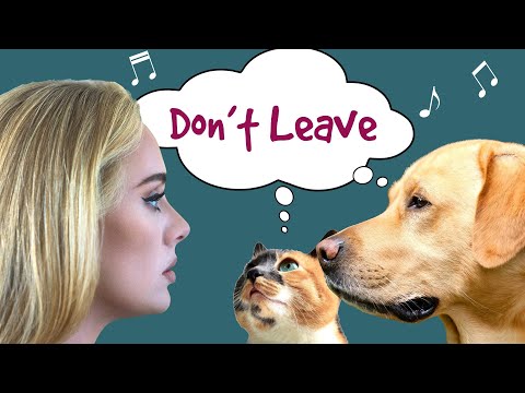 Easy On Me (Adele) Parody Song by Pets – Don't Leave Without Me