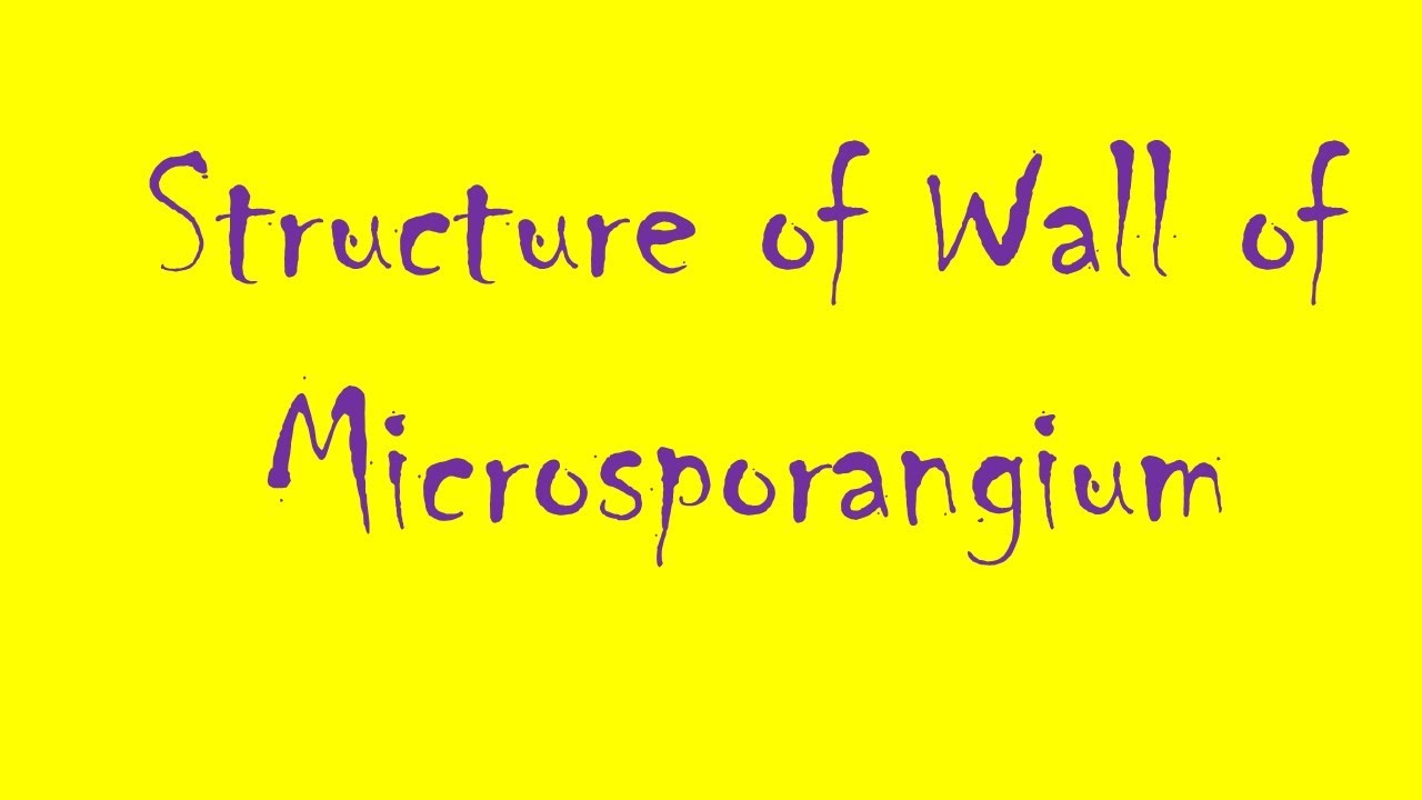 Microsporangium l Structure of wall of Microsporangium l Tapetum Endothecium