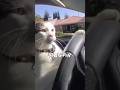 ドライブ猫 について解説 #猫ミーム