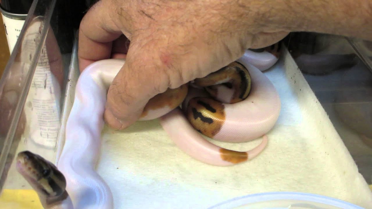 rat snakes in alabama Brian Gundy Shares Results From Clutch # 5 (Pieds)