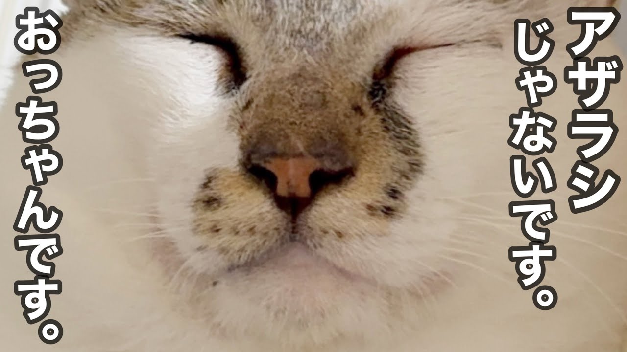 本日は「金太郎のトイレ事情。」「おっちゃんはアザラシ？」「里親さんがどんどん決まって嬉しい恥ずかしオーマイハート🧡」の３本です。