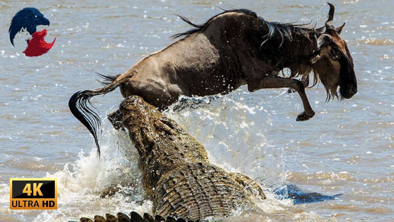 MARA RIVER: The Crossing of Death | WILDLIFE DOCUMENTARY