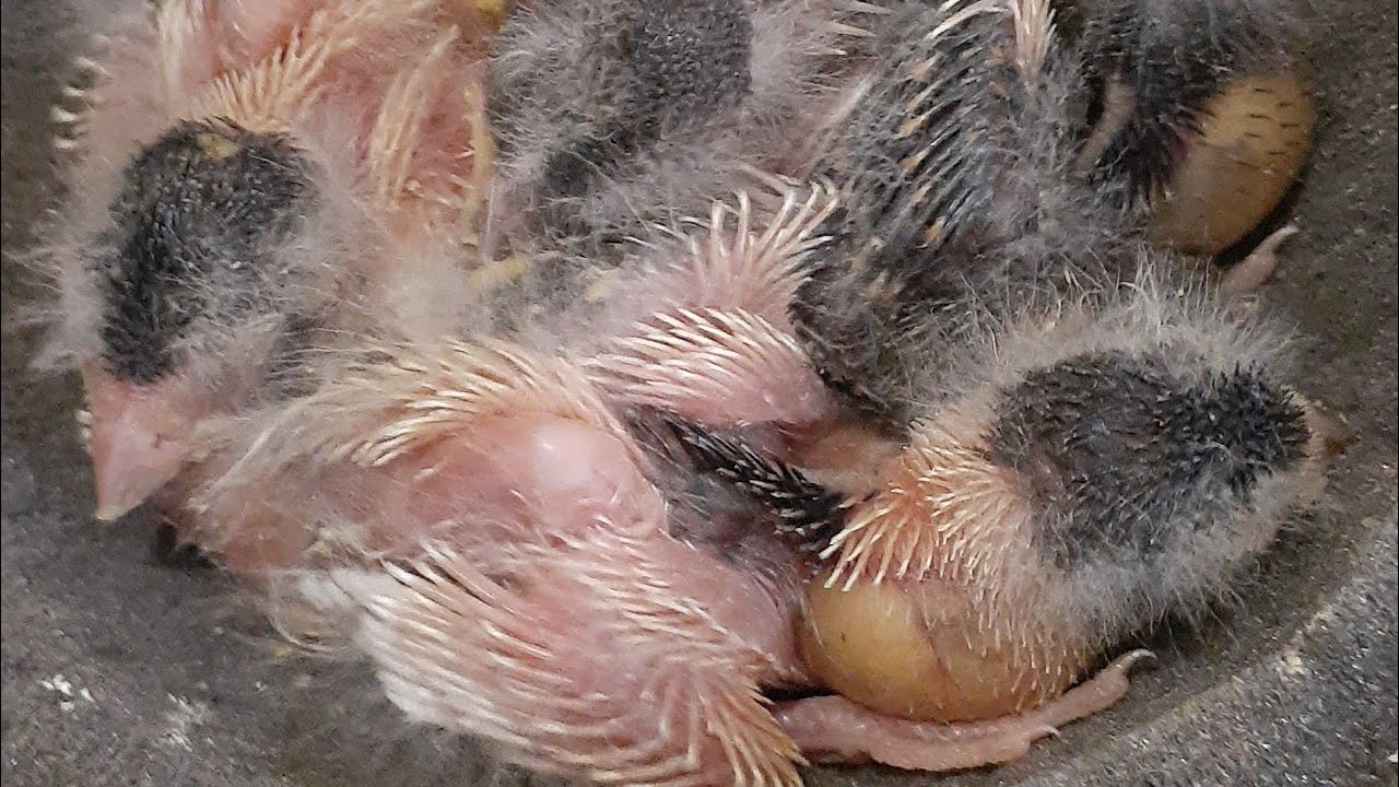 Como tirar filhotes variegados de Arlequim Português #arlequimportugues 