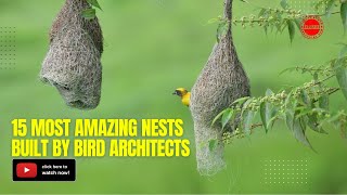 15 Most Amazing Nests Built By Bird Architects