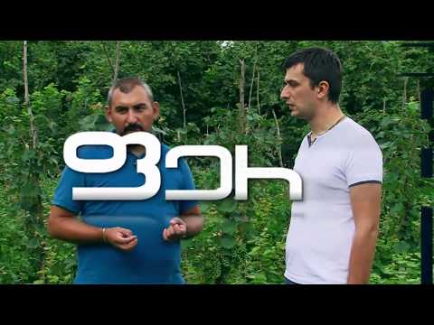 ფერმერის დღიური – ვაზის ნერგები 07.2013
