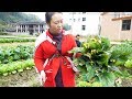 农村婆婆种的红菜苔可以吃，儿媳摘点回家炒，没想到孩子都不喜欢