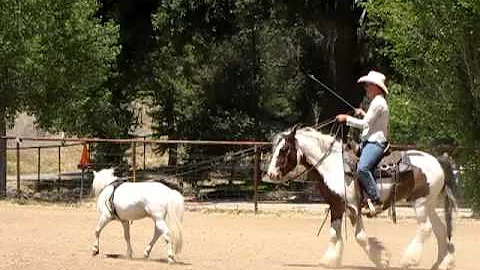 Krista Koenig working Gaelic Dancer and Lil' Man 6...