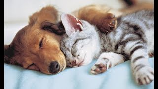 Собаки-кошки и кошки-собаки Собаки-кошки и кошки-собаки