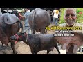 चुनाव के बाद #दिलदारनगर के पशु मंडी में #भैंस सस्ती दाम में मिल रही है | Buffalo Market in India