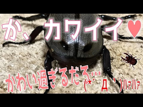 昆虫採集☆カブトムシ☆クワガタムシ かわい過ぎるカブトを購入