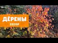 Дёрены в саду | Осенние краски I Лучшие виды и сорта