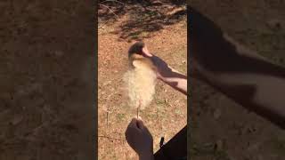 Satisfying Cattail explosion