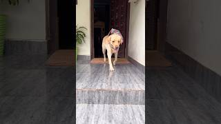 സ്കൂളിലെ ഏറ്റവും വലിയ സന്തോഷം ബെൽ അല്ല… പൊതിച്ചോറ് തുറക്കുന്ന സമയമായിരുന്നു! Malayalam Dog