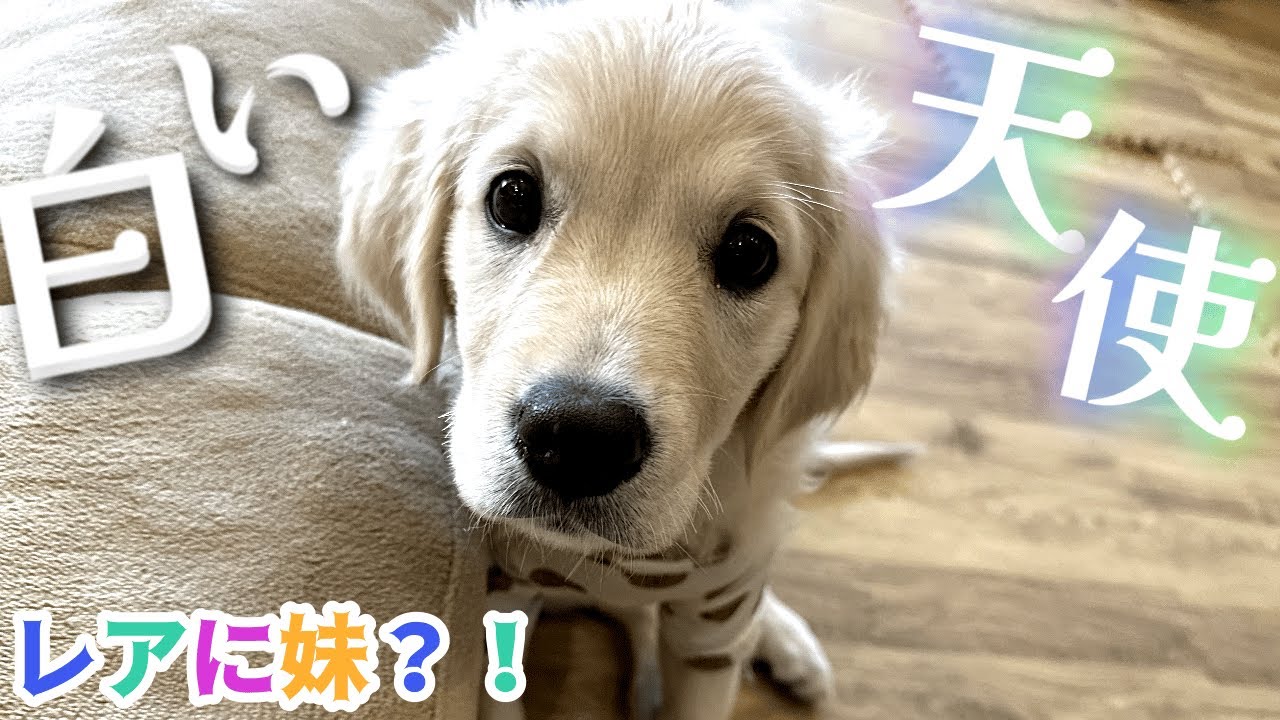 生後2ヶ月のゴルパピがやってきた🐾 レアに可愛いすぎる妹が出来た日/英国ゴールデンレトリバー goldenretriever 赤ちゃん 