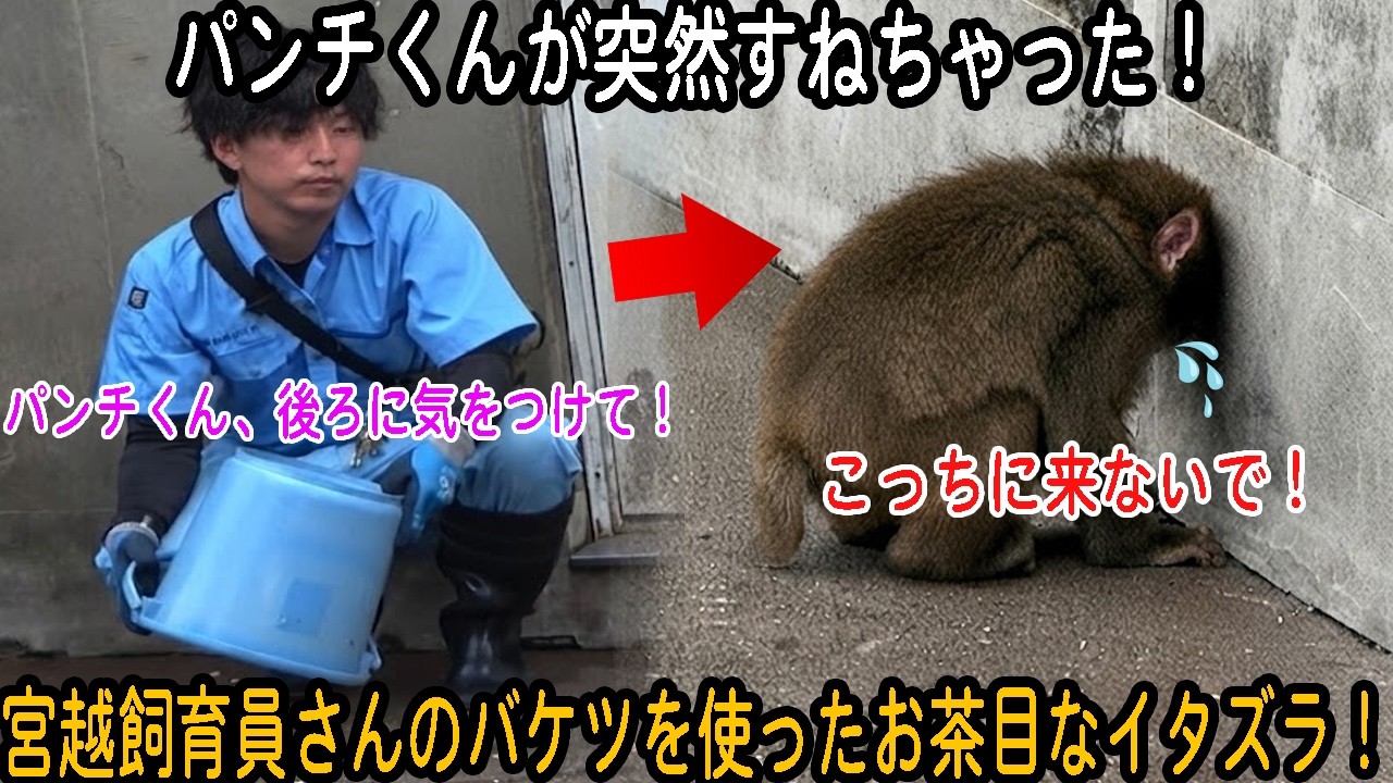 パンチくん 】パンチくんが突然すねちゃった！それを見た宮越飼育員
