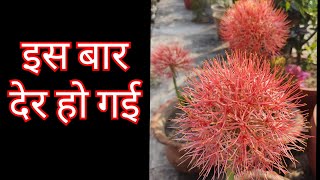 692:- Late Flowering Of Football Lily / Football Lily Flowers / फुटबाल लिली के फूल / फूल आने में देर 692:- Late Flowering Of Football Lily / Football Lily Flowers / फुटबाल लिली के फूल / फूल आने में देर