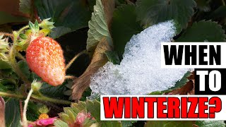 When To Prepare Your Strawberries For Winter - Garden Quickie Episode 265