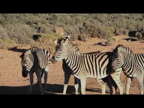 Group of zebras