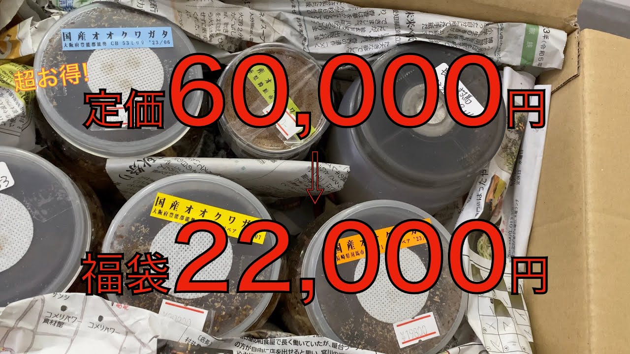 【クワガタ福袋】クワガタ横丁さんから2023年末ネットで超好評の福袋開封