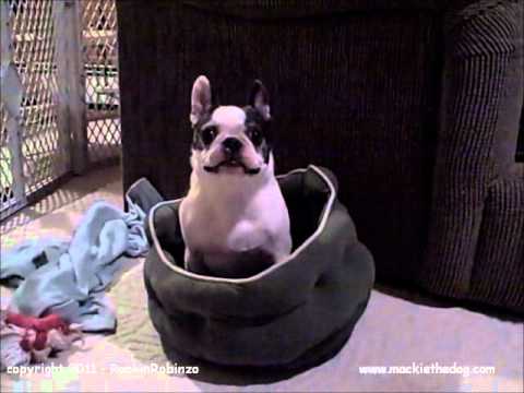 Boston Terrier dog Throws Crazy Fit - Hates New Be...