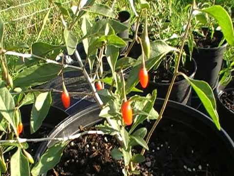 Goji Beeren im eigenen Garten pflanzen