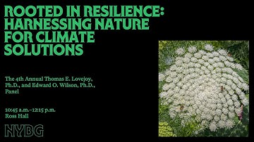 Rooted in Resilience: Harnessing Nature for Climate Solutions
