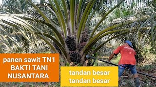 penasaran dengan varietas TN1