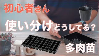 【初心者さん必見】多肉植物の葉挿しにちょうどいいトレーはこれ！多肉のアイテム紹介！！