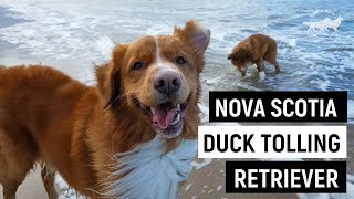 Nova scotia duck tolling retriever PROS and CONS | Dog review #2