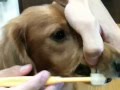 シグワン小型犬用歯ブラシでダックスの歯磨き
