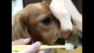 シグワン小型犬用歯ブラシでダックスの歯磨き