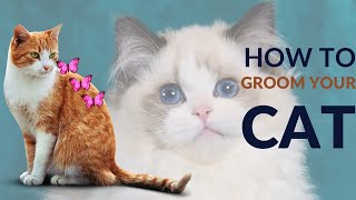 Birman Cats information Characteristics 2| Compilation Cute moment of the Cutest Animals |Birman #4k