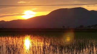 越後線 115系N37 青髭に夕日と弥彦山とを絡めて