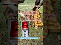 For The Control Of Ticks, Flies lice and Mites On Goats And sheeps ! Dipping on goats #shorts #goat