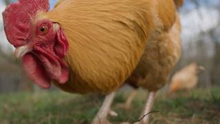 Chickens in Great Smoky Mountains National Park? This flock brings farm heritage to life!