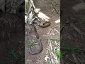 sneak 🐍🐍🐍