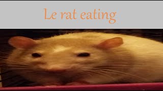 Le rat eating