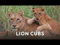 Rowdy Lion Cubs Playing with Mom 🦁 | 4K Raw Safari Footage from Kruger National Park, South Africa