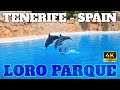 Loro parque  complete zoo guide  tenerife  spain  2023  4k