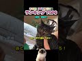 人間の言葉がわかる猫ランキング TOP 9