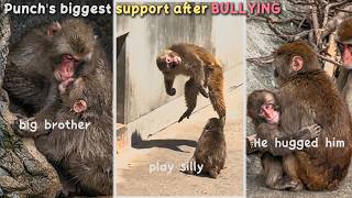 The Silly Jumping Monkey becomes Punch's source of Support | A unique Friendship🐒♥️
