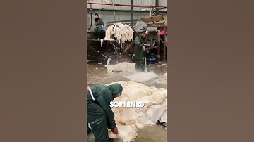 How Raw Sheep Hides Turn into Soft, Cozy Wool